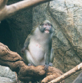 Allen's Swamp Monkey (Female)