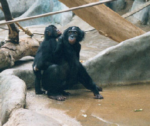 Pygmy Chimpanzee