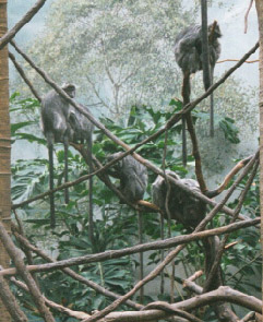 Silvered Leaf-monkey