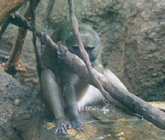 Allen's Swamp Monkey (Male)