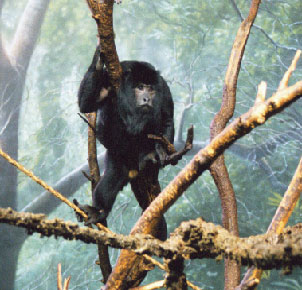 Black Howler Monkey (Male)