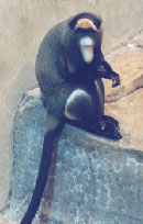 DeBrazza's Monkey