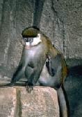 Lesser White-nosed Monkey
