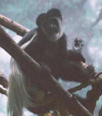 Abyssinian black-and-white colobus monkey