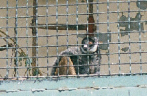 Mongoose Lemur