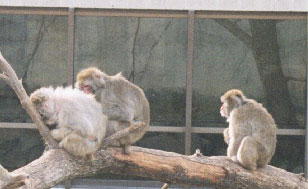 Japanese Macaque (social grooming)