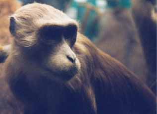 Moor Macaque