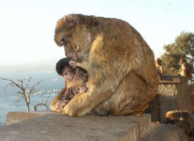 Barbary Macaques; photo copyright Peter Strong