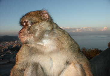 Barbary Macaque; photo copyright Peter Strong