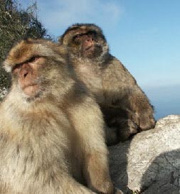 Barbary Macaque; photo copyright Peter Strong