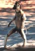 Verreaux's Sifaka