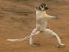Verreaux's Sifaka