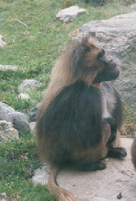 Gelada Baboon (Male)
