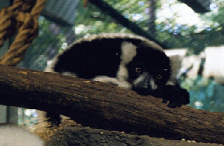 Black-and-white Ruffed Lemur